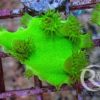 Caulastrea furcata 3 Polypen