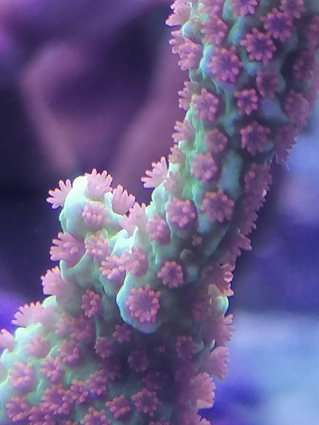 rejeton de corail