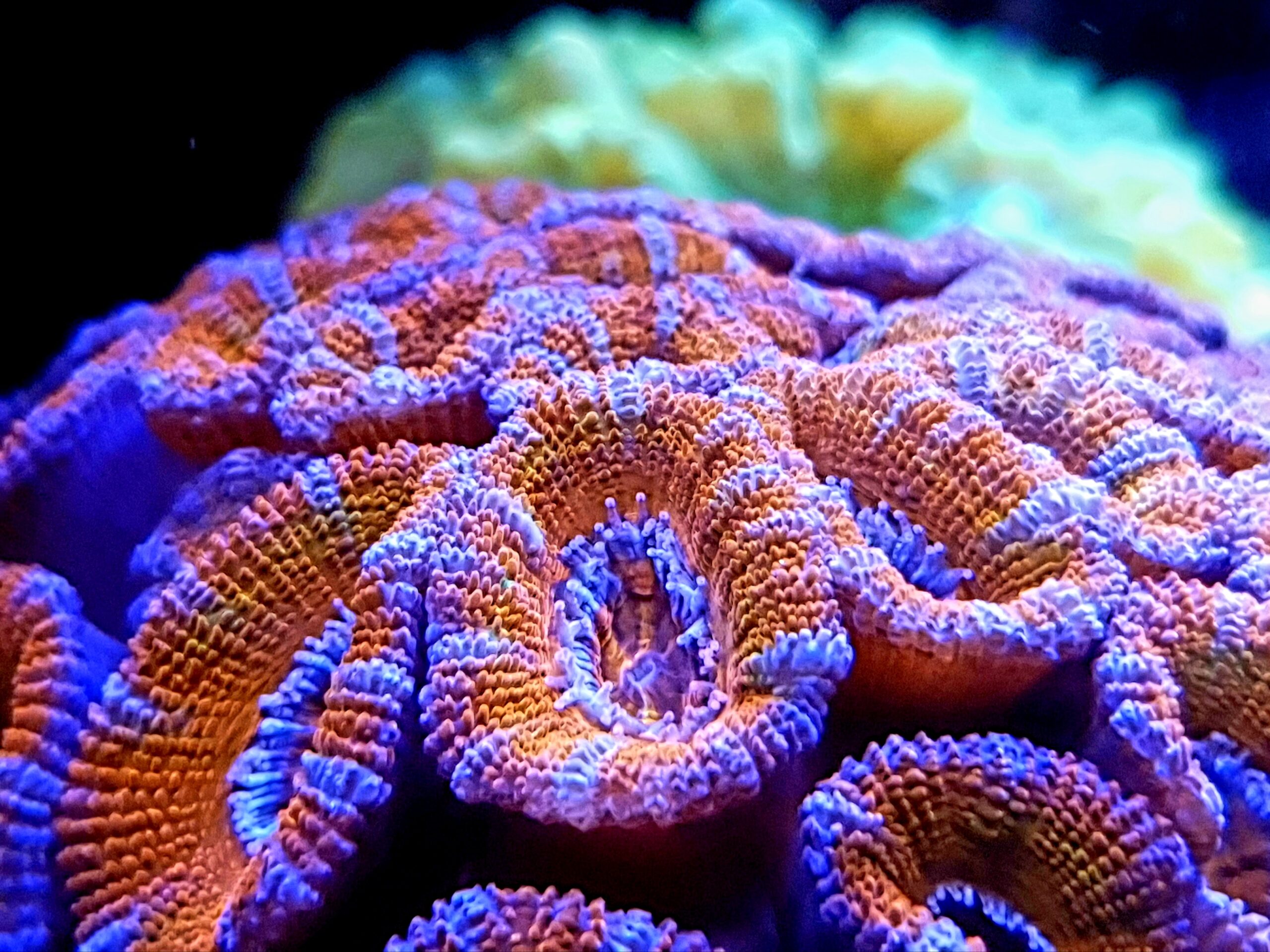 HL-Corals