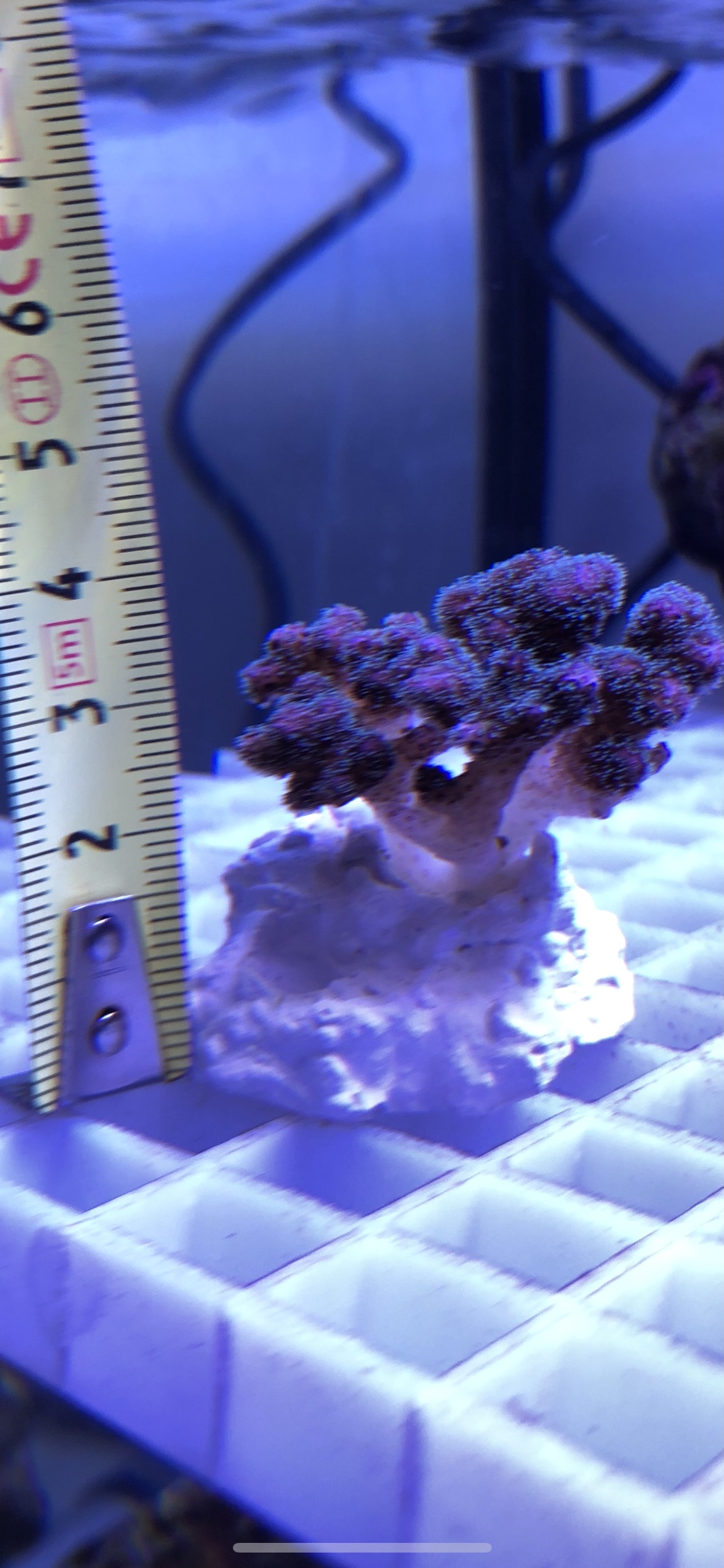 Himbeer Koralle