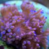 Catalaphyllia jardinei Wunderkoralle blaue/lila tips WYSIWYG Gross!!!