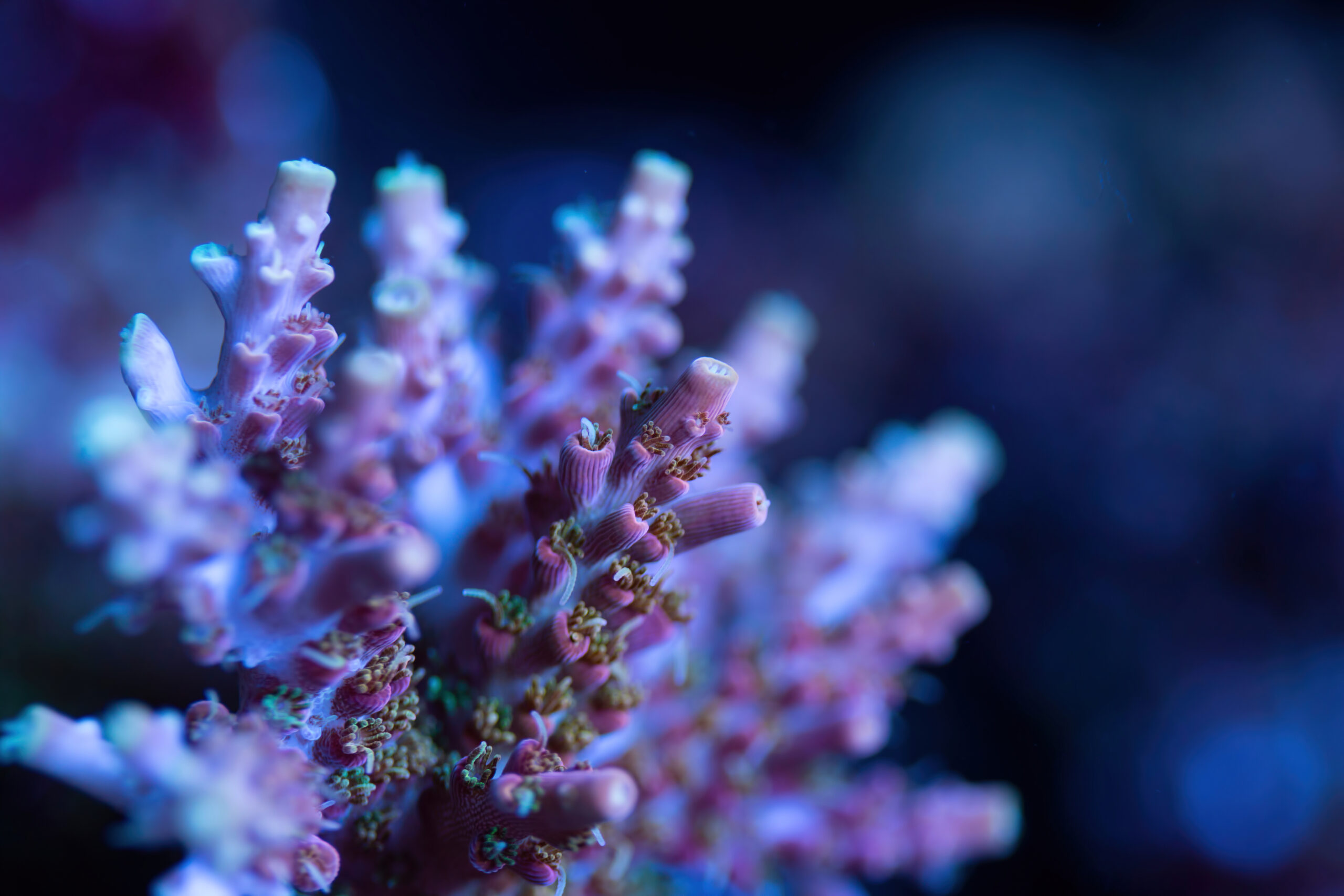 Korallenfarm das Vorstadtriff