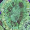Acanthastrea Echinata grün gelber Kern WYSIWYG