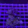 Korallenset Acropora only 6 Stück