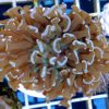 Euphyllia Paraancora lila tips WYSIWYG Hammerkoralle!!