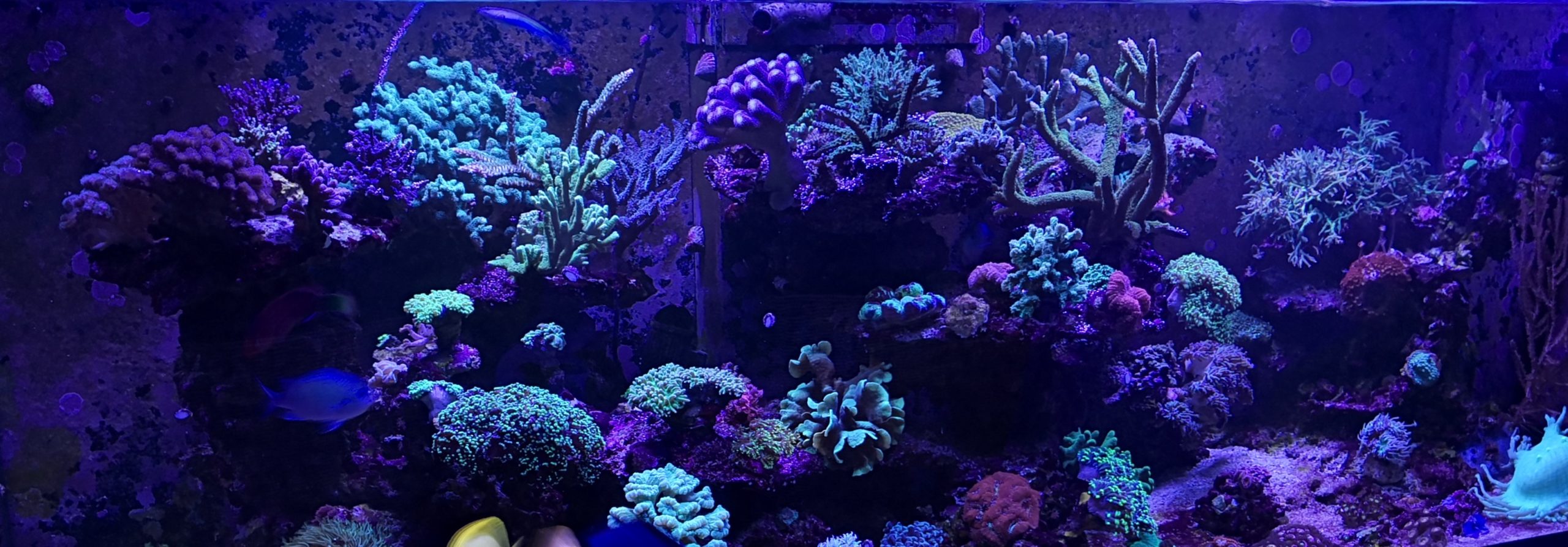 Ammerland Corals