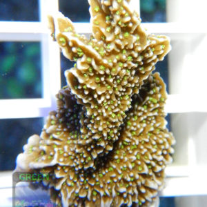 Montipora-sp.13-green-polyps