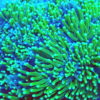 Ablegerpaket 8 SPS Korallen