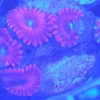 Mini Anemone /Blasenaemone Symbioseanemone Clownfische