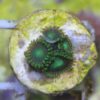 Zoanthus Mean Green 6 Polypen