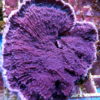 Montipora Platte lila, ca. 10,5 x 8,5 cm