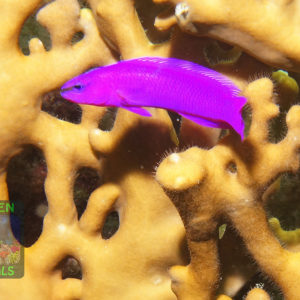 Pseudochromis-fridmani
