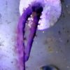 Muricea elongata (Karibische Hornkoralle, violett) Größe S (ca. 3 - 4 cm)