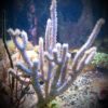 Plexaurella nutans (Seerute, Dickstämmige Gorgonie) Größe L/XL