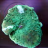 Ultra Rhodacits - Scheibenanemone rot - grün