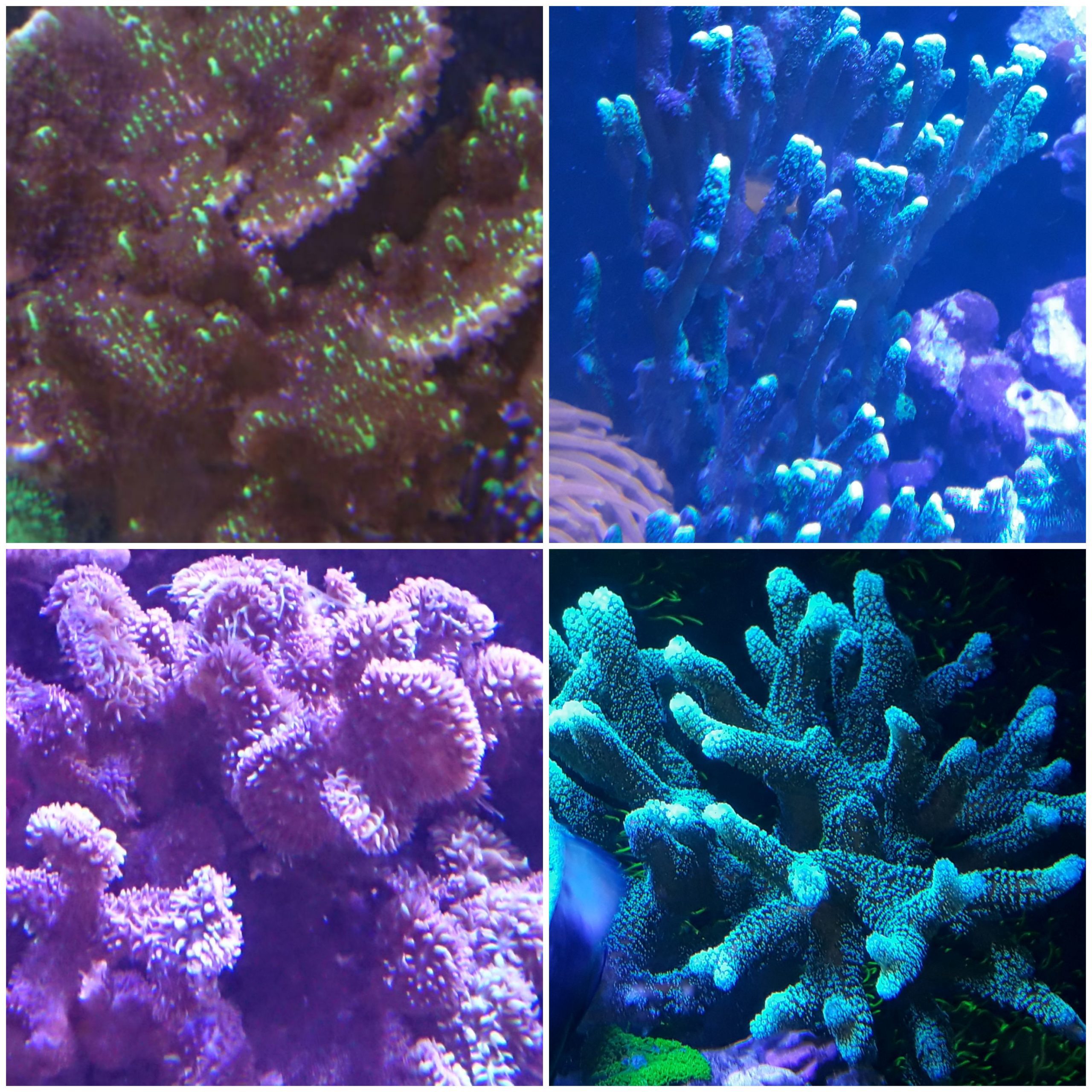 Korallenpaket mit Weichkorallen und SPS