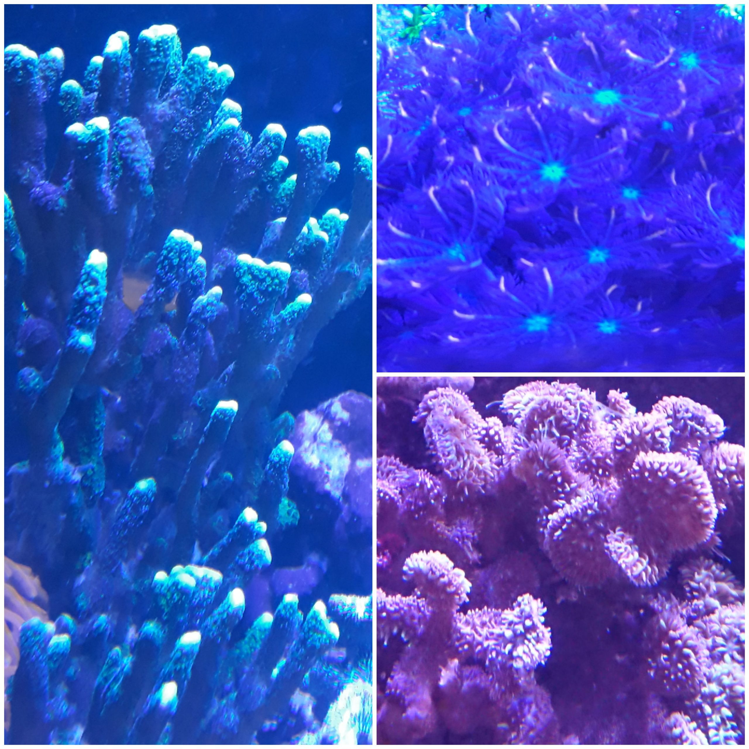 Korallenpaket mit Weichkorallen und SPS