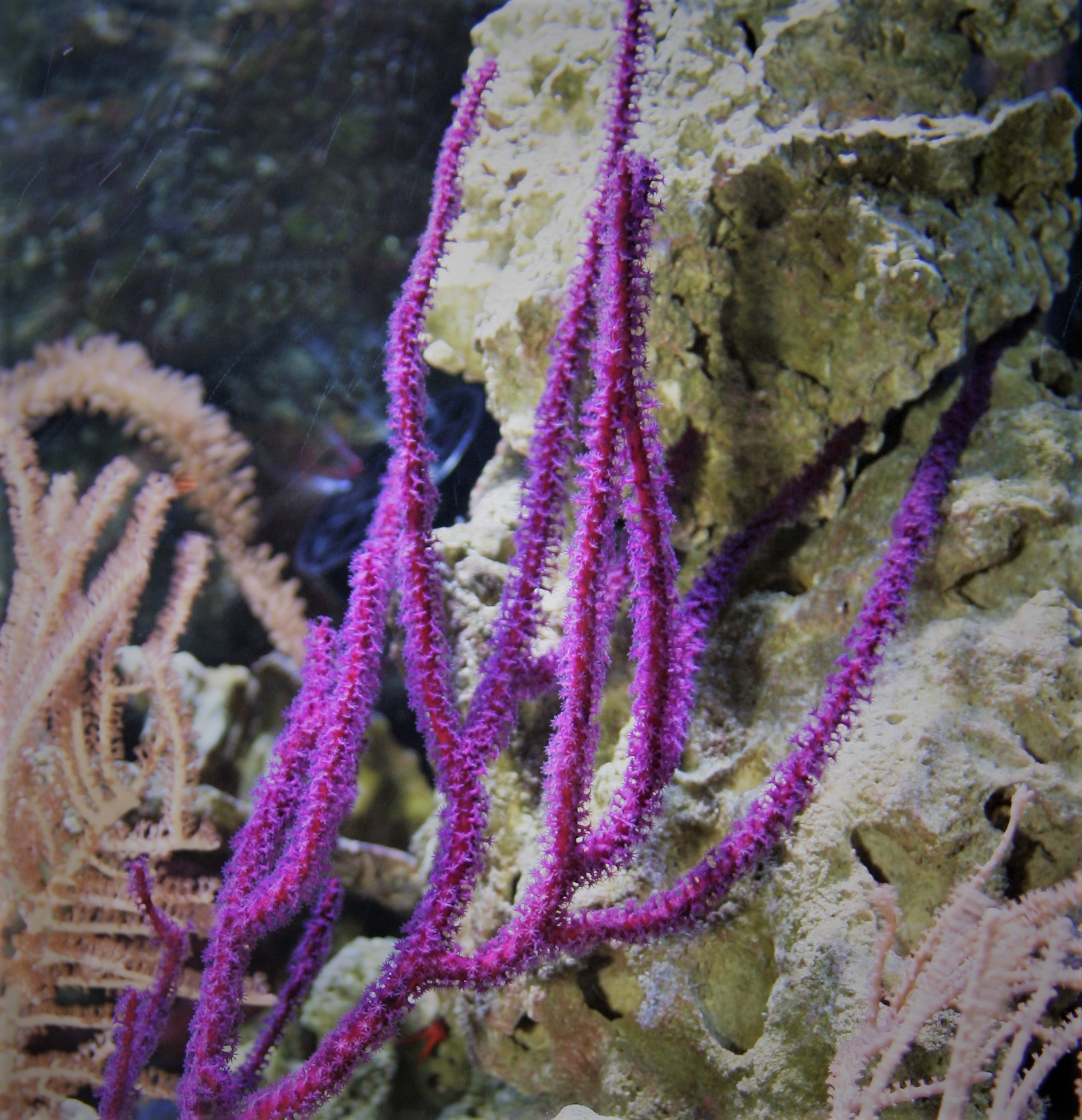 Guaiagorgia anas (Gorgonie, violett) Größe M (6 - 9 cm)