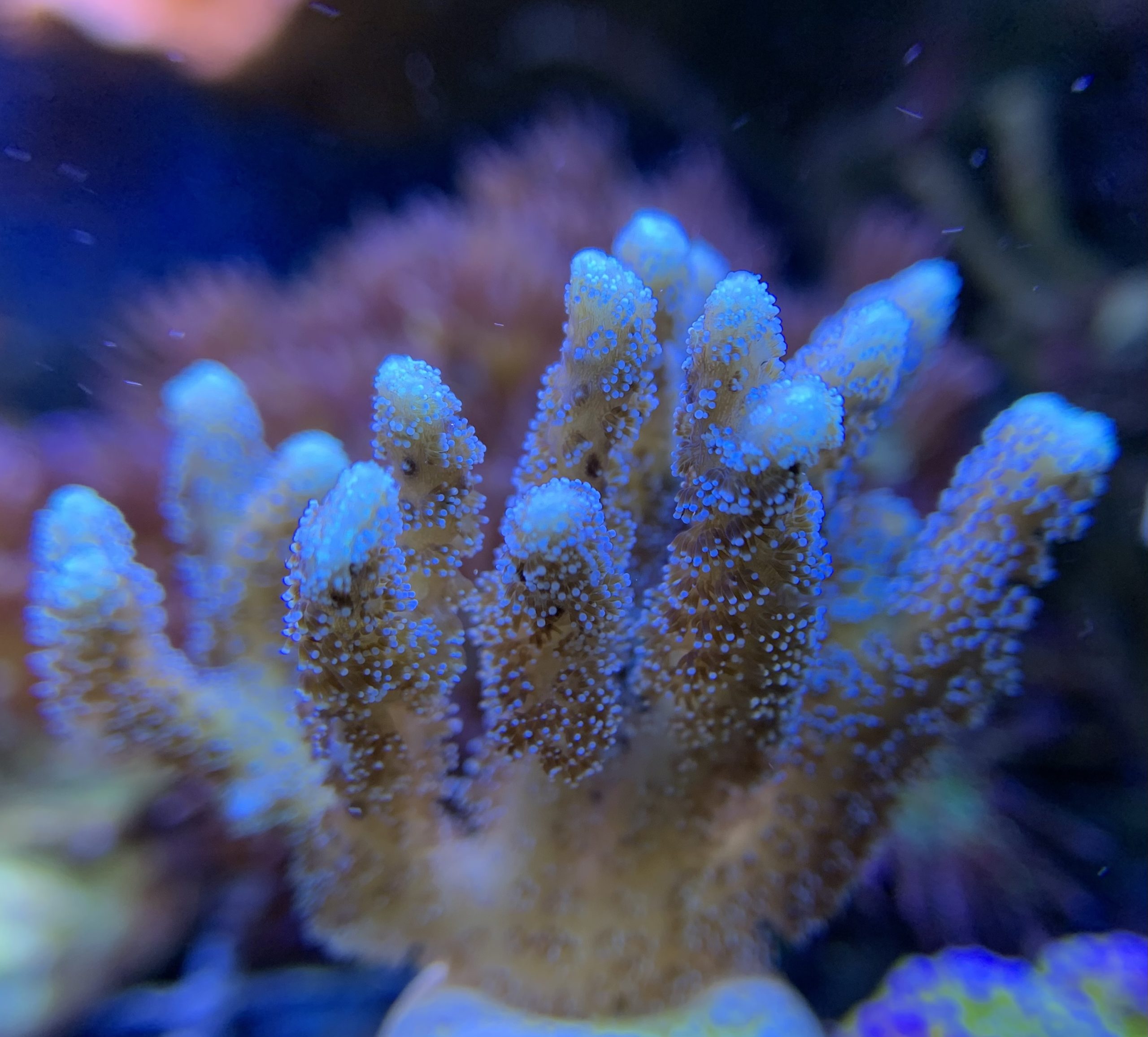 Montipora Grafted