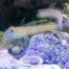 Pseudocheilinus ocellatus „Geringelter Zwerglippfisch“