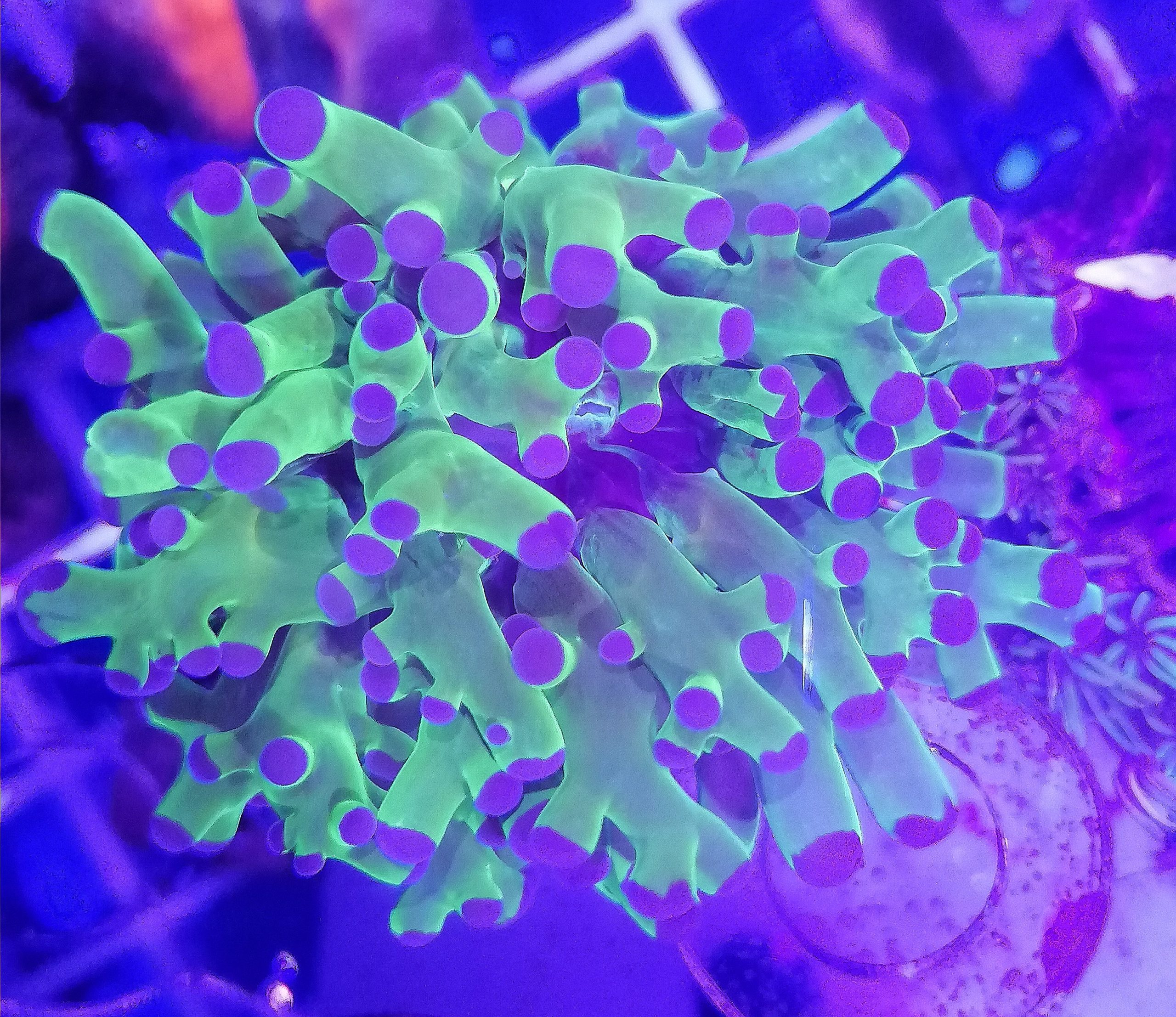 Echinopora lamellosa L - Chalice - blau/grün WYSIWYG