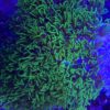 Briareum ultra neon green „WYSIWYG“