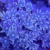 Clavularia (tricolor-YELLOW TIP) Röhrenkoralle „WYSIWYG“
