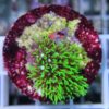 Clavularia tricolore