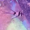 Amphiprion percula Clownfisch Anemonenfisch Paar Grösse M!