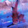 Synchiropus splendidus Mandarinfisch-Leierfisch Weibchen