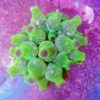 Lobophytum – grüne Fingerlederkoralle