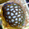 Micromussa lordhowensis `grau-grün´