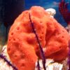 Diplastrella megastellata (Roter karibischer Schwamm) Größe XL