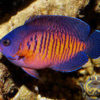 Centropyge bicolor Blaugelber Zwergkaiserfisch