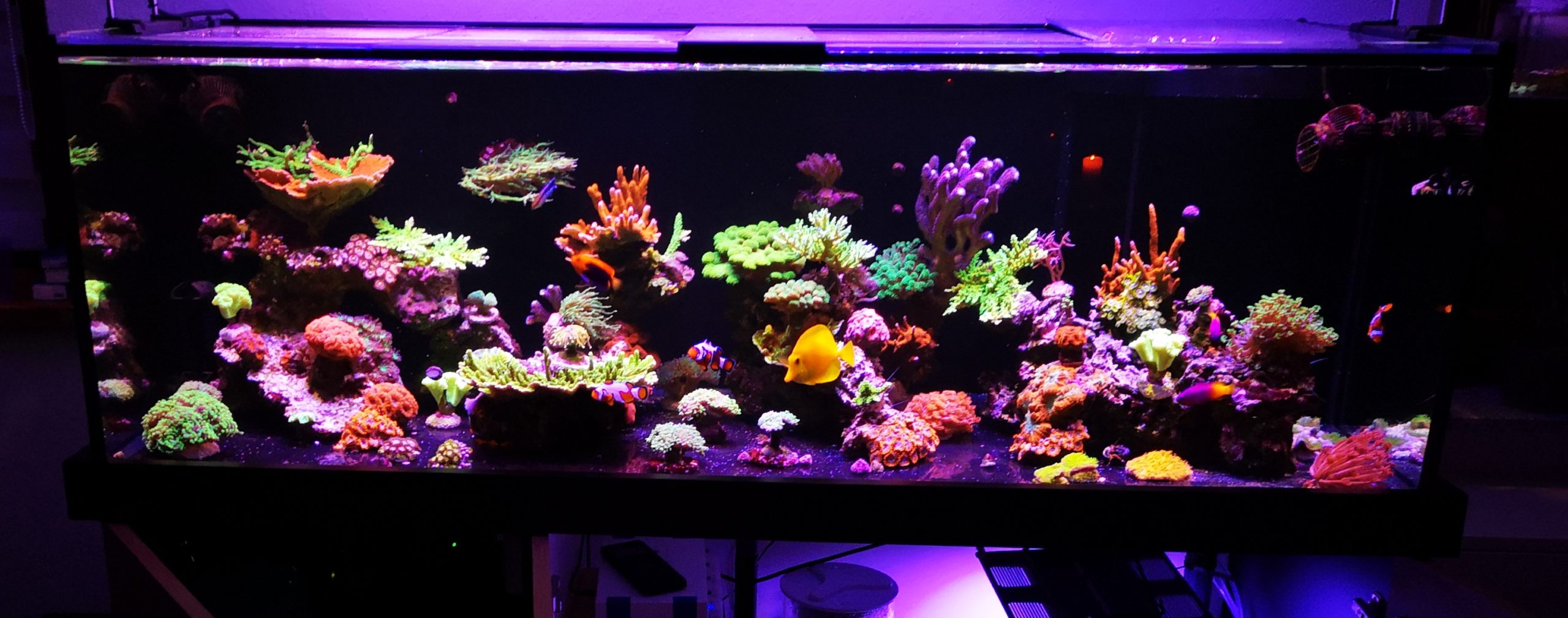 Hunsrück Corals