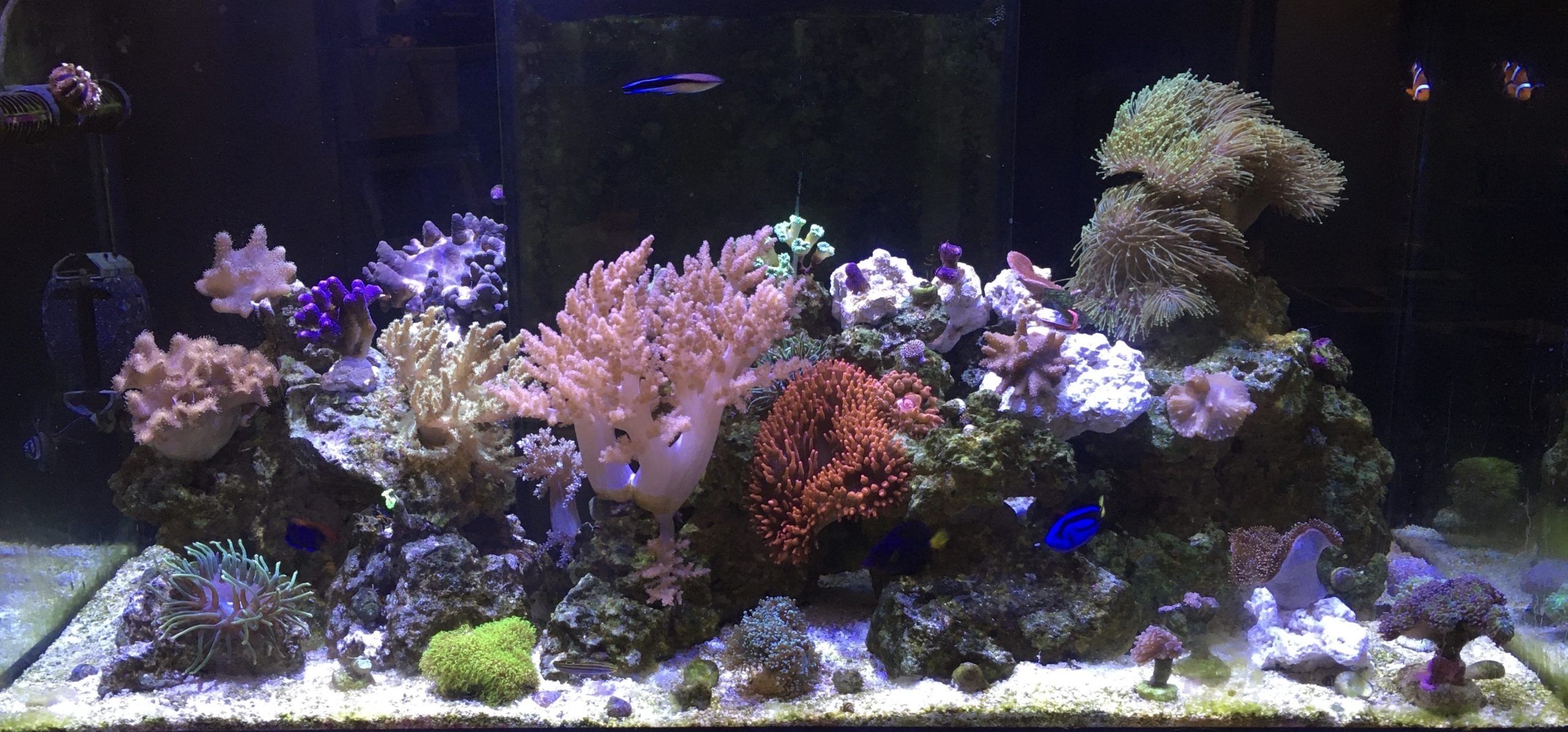 Kirchhellener Korallenwelt
