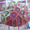 Fungia Multicolor WYSIWYG!!!