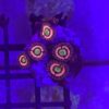 Zoanthus Alien Explosion 20+ Polypen WYSIWYG