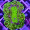 Euphyllia glabrescence green Tips - 1 Kopf