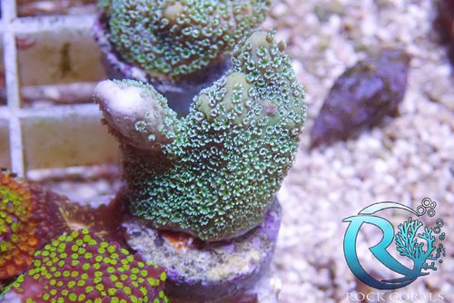 Einsteiger Pack SPS 6 Korallen Mix
