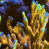 SPS Korallenpaket – Ableger von 10 verschiedenen Korallen