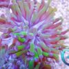 Acanthastrea Red green - 1 Polyp