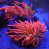 Zoanthus candy apple red