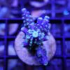 Acropora carduus Pacman F1B1