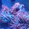 Mini Anemone /Blasenaemone Symbioseanemone Clownfische!!!!