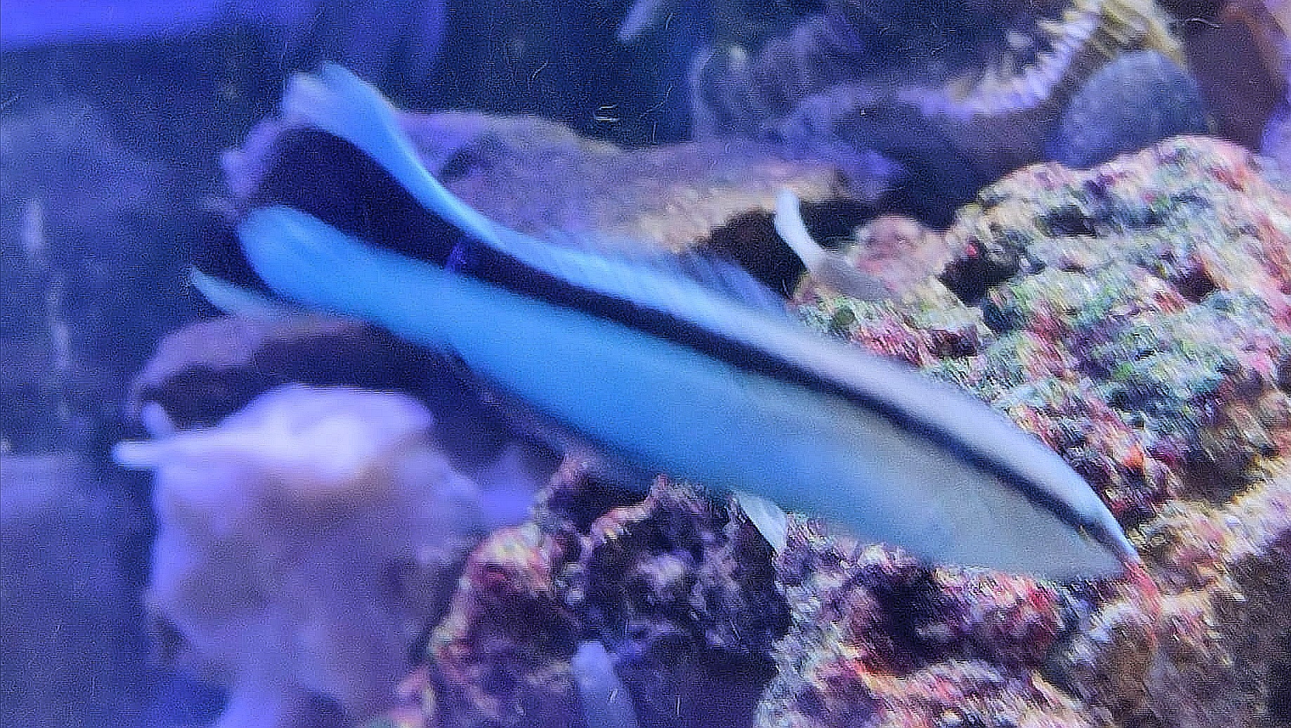 Synchiropus splendidus Mandarinfisch-Leierfisch Männchen