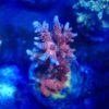 Acropora sp Bali red polyps