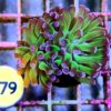 Euphyllia Baliensis Bicolore WYSIWYG # 178