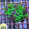 Euphyllia Baliensis Bicolore TwoHeads WYSIWYG # 204