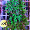 Euphyllia Baliensis Bicolore TwoHeads WYSIWYG # 204